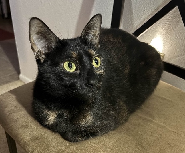 Baby the tortoiseshell cat